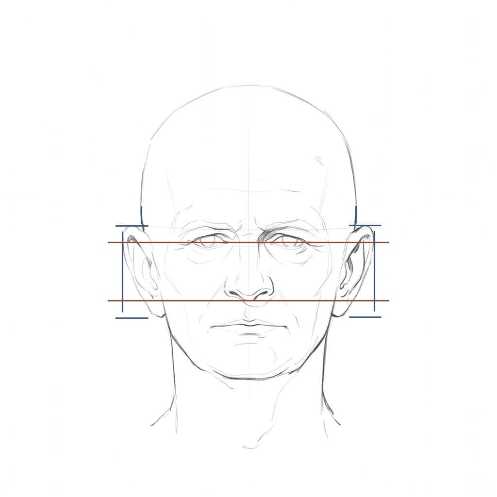 A bald head from the front with the eye line and nose base in red and both ears marked in blue
