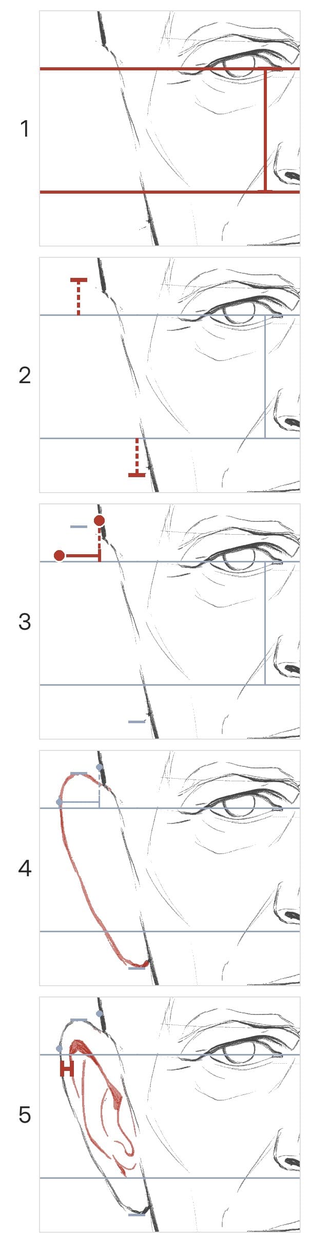 Five panels building an ear from the front beside the eye and nose: the eye line and nose base, the ear's top and lobe, the side of the skull and the outer edge, the outline, then the rim, inner ridge and bowl