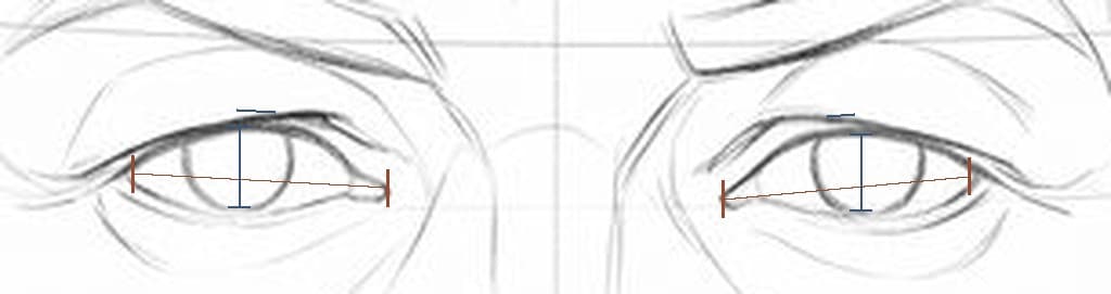 The eyes of a bald head from the front with measured marks: a line joining the corners of each eye, a short bar over the highest part of each upper lid, and a bar across the opening at each iris