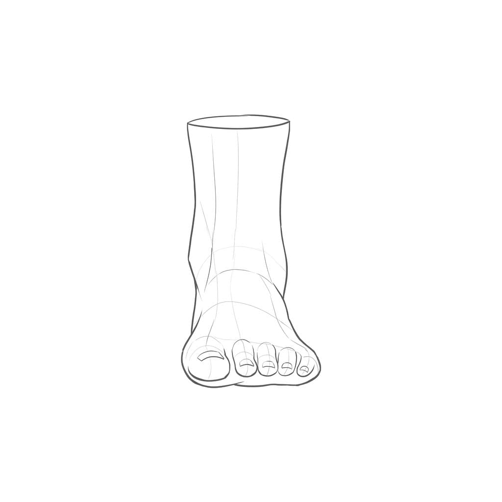 Line drawing of a standing foot from the front, narrow at the ankle and widening to the row of toes
