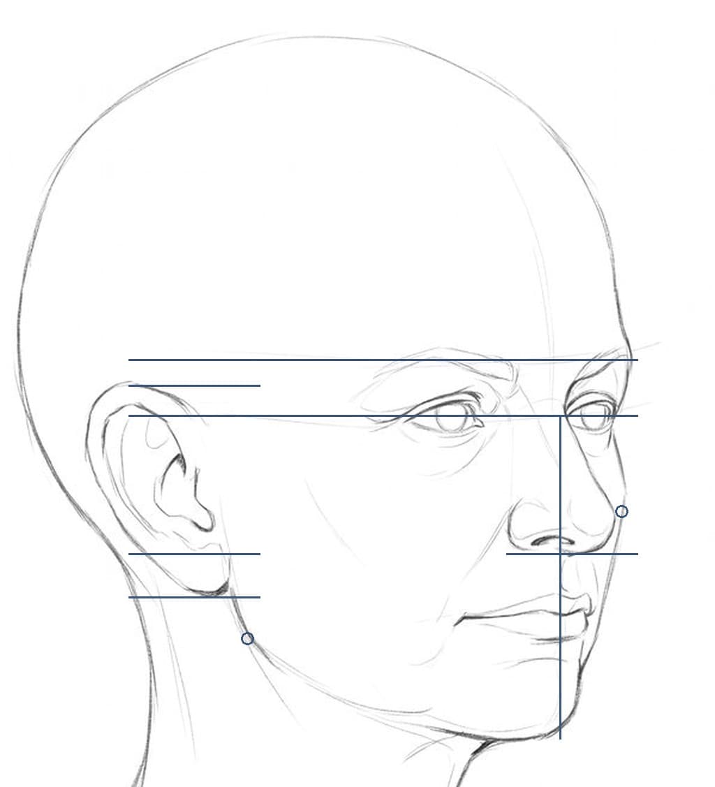 Pencil drawing of a bald head turned 45 degrees with level marks at the brow, ear top, eye line, nose base and lobe, an upright from the bridge to the chin, and dots at the nose tip and jaw corner