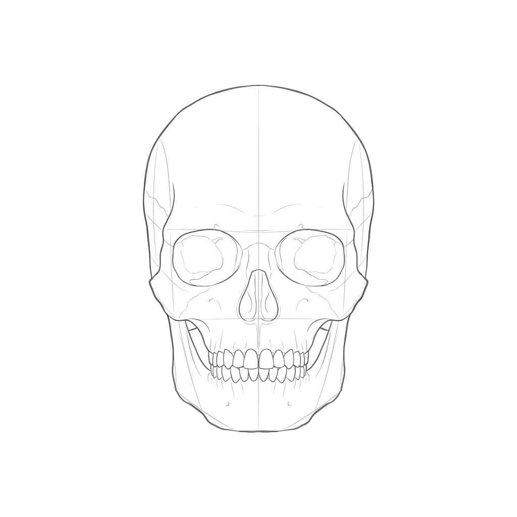 Line drawing of a human skull from the front, with a center line and the eye sockets about halfway down