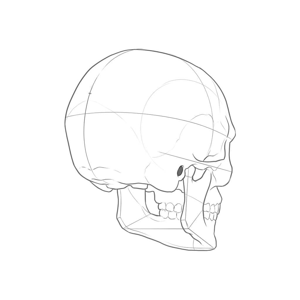 Line drawing of a skull from three-quarter behind, with the ear hole, the back edge of the jaw and the teeth past it