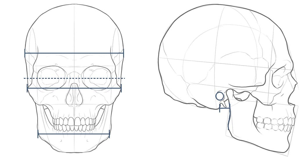 Line drawings of a skull from the front and in profile with measuring marks