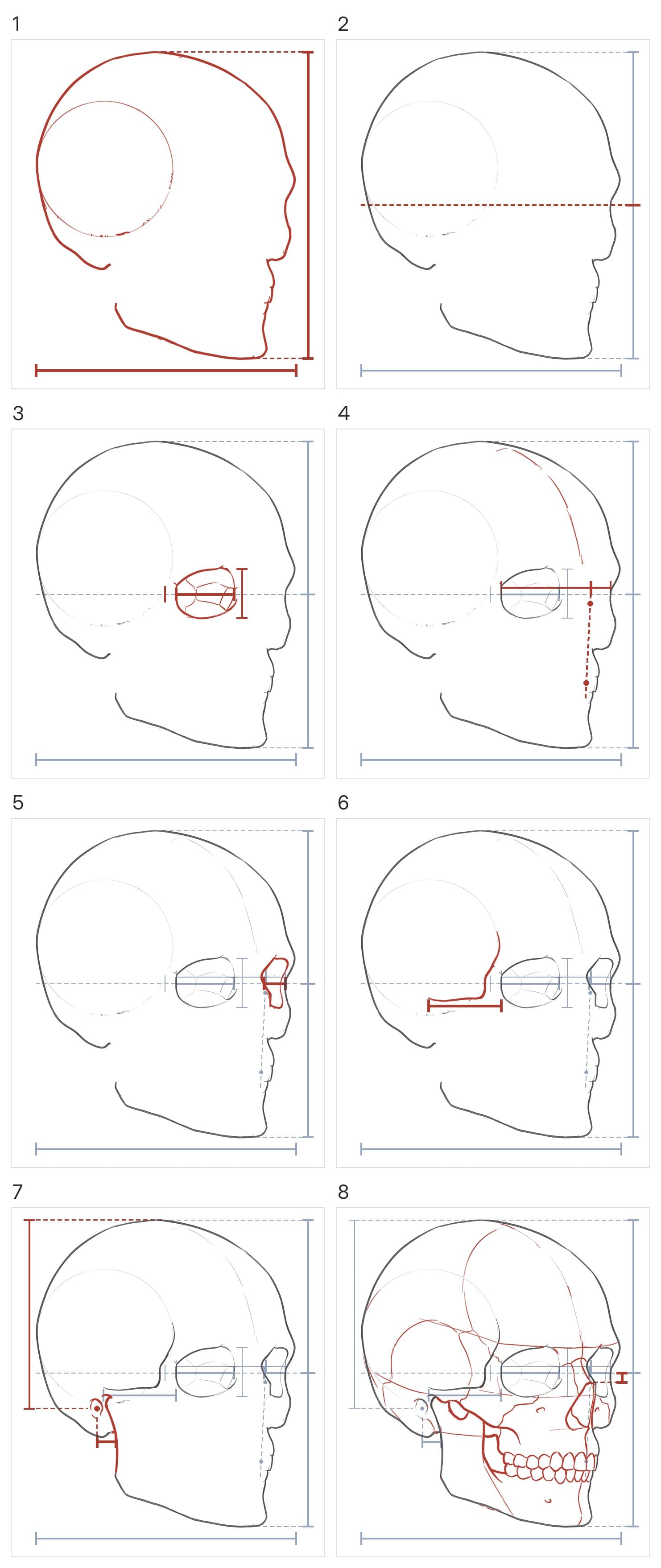Eight panels building the skull: the outline and the flat side's circle with its height and width, the halfway line, the near socket, the middle line of the face, the far socket, the cheekbone bar, the ear hole and the jaw's back edge, then the nose, teeth and the rest