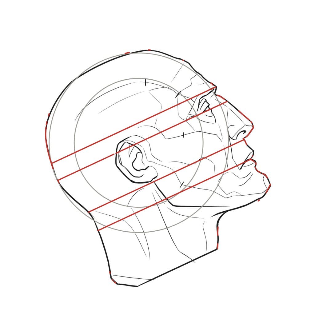 Line drawing of a head in profile, turned so the face points upward, with red construction lines running up toward the face