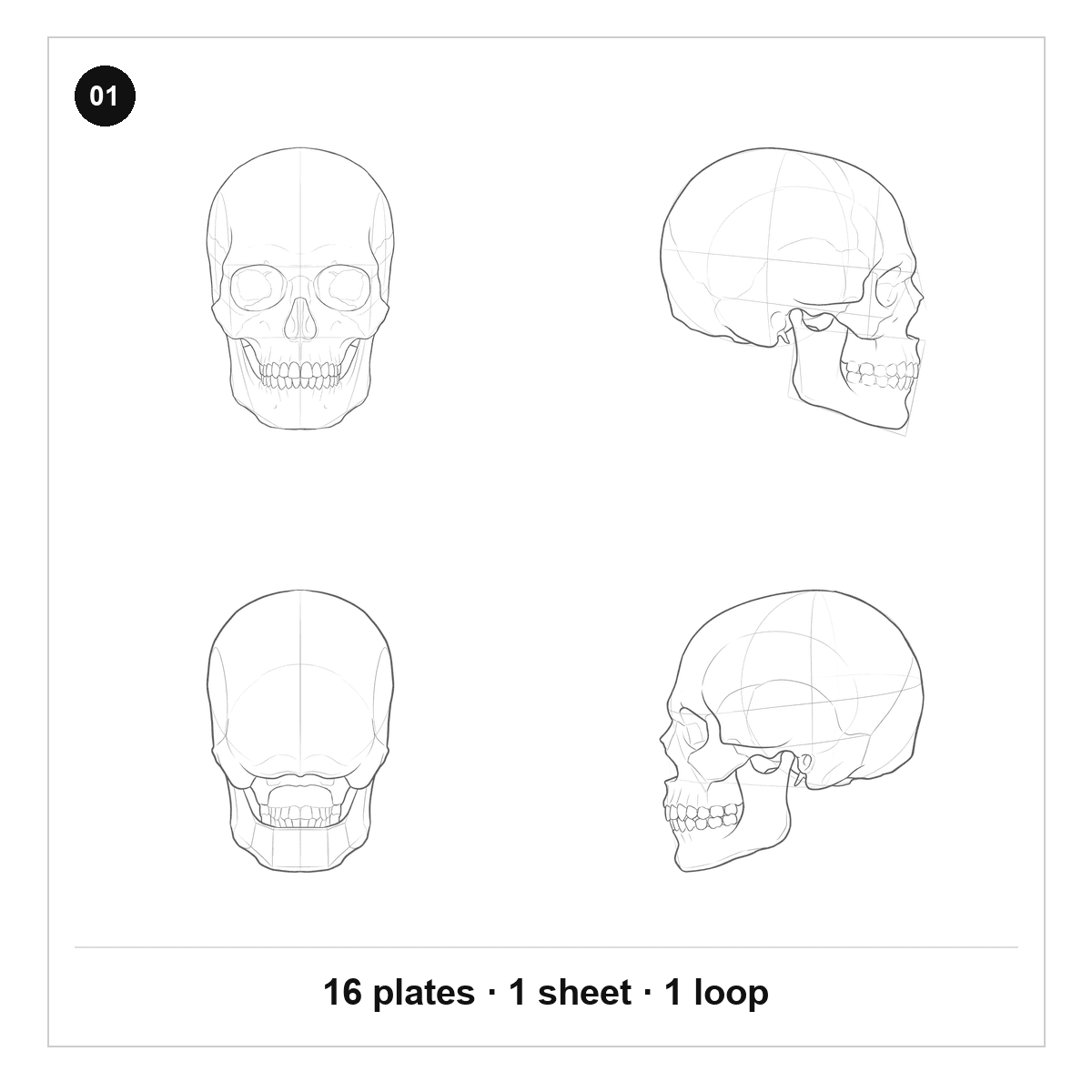 The skull at 0, 90, 180 and 270 degrees