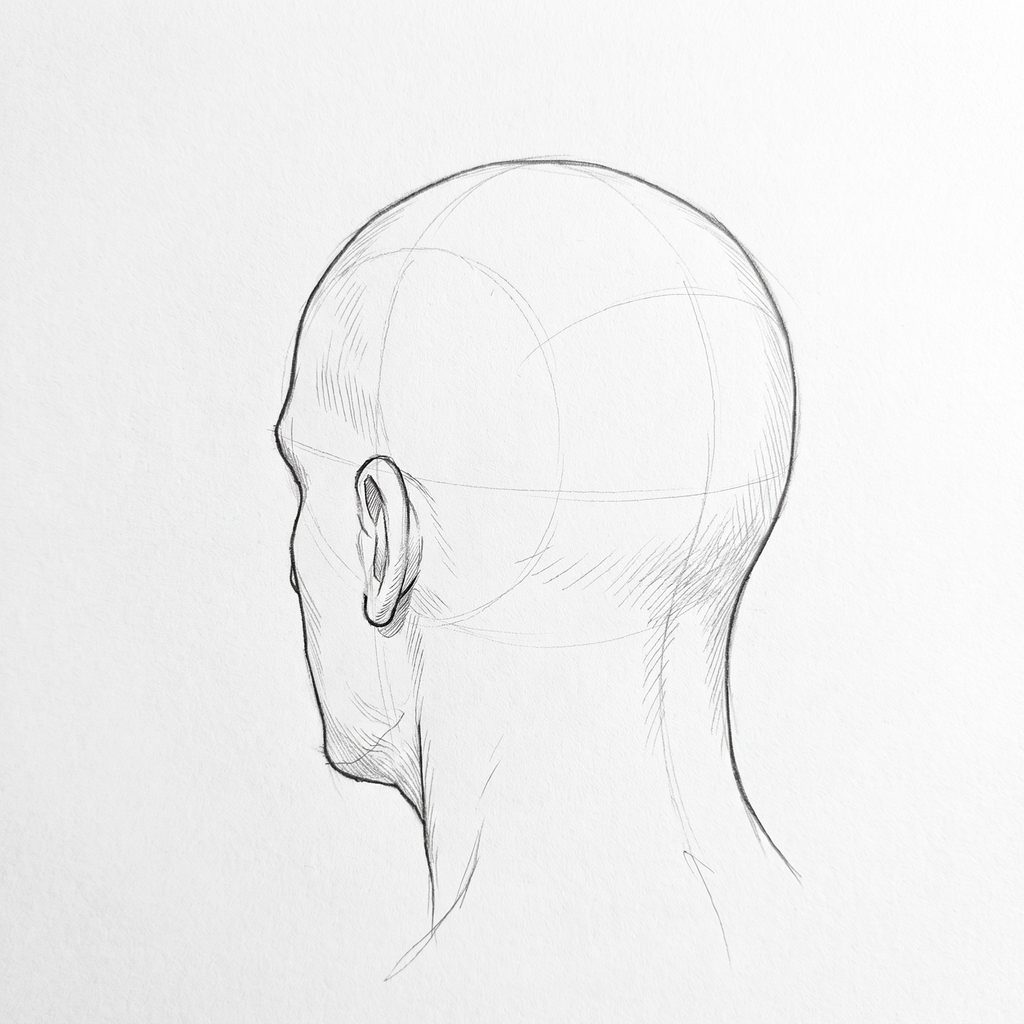 Head rotation reference, Square jaw, 225 degrees rear three-quarter, tonal drawing