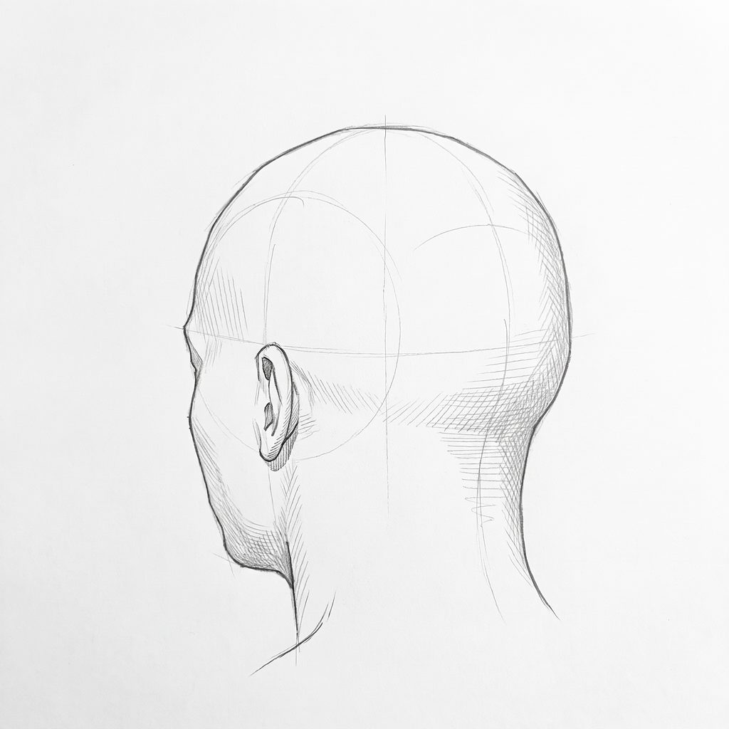 Head rotation reference, High cheekbones, 225 degrees rear three-quarter, tonal drawing