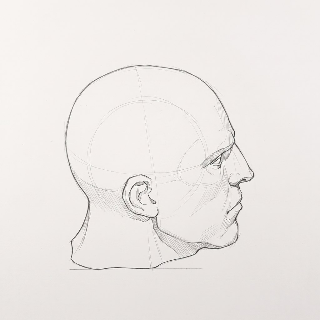 Head from above reference, heavy jaw, 90 degrees profile, seen from 20 degrees above, tonal drawing